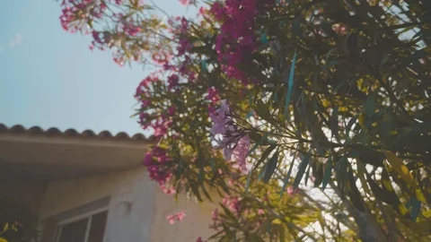 Shot of flowers on a beautiful tree with the sun peaking through the leaves Stock Footage 88903733