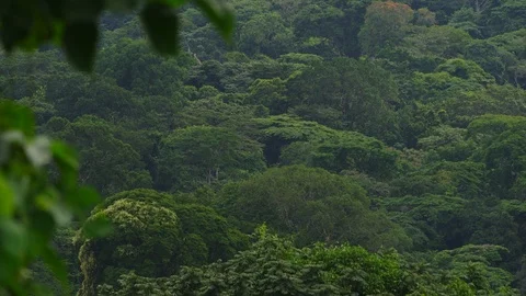 Shot of forest 2 Vidéo 122376946