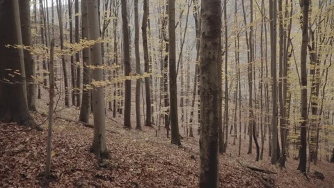 A shot of a forest in the fall Stock Footage 98213153