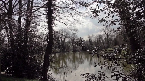 Shot of forest fishing pool through trees Stock Footage 85594635