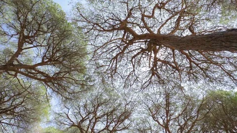 Up Shot of a Forest 스톡 동영상 108776404