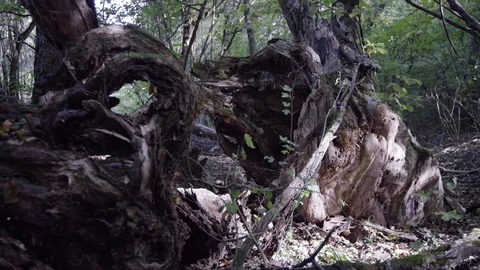 A shot in a forest 動画素材 119104897