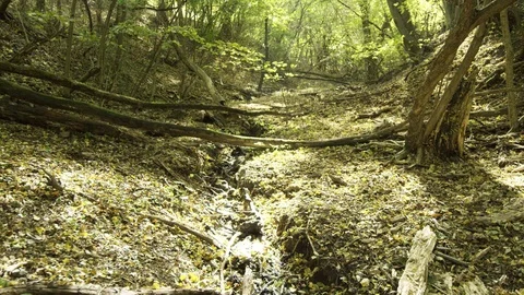 A shot of a forest Stock Footage 119105082