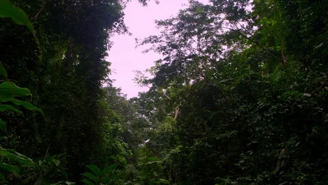 Shot of forest Stock Footage 122376846