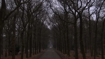 Shot of forest road Stock Footage 85917848