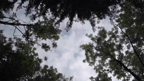 Shot of the forest in slow motion Stock Footage 129767166