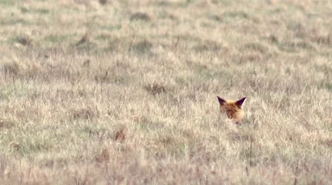 Shot of a fox in the grassy land. Stock-Footage 58973406