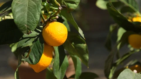 A shot of fresh lemons growing on a tree Stock Footage 87857156
