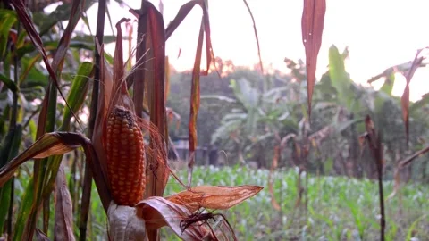Shot on fruiting corn in the garden 库存影片 290928764