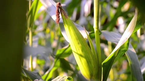 Shot on fruiting corn in the garden 스톡 동영상 290930112