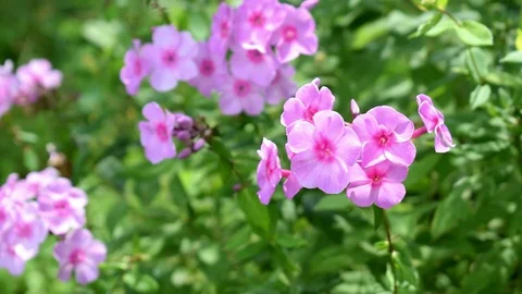 Shot of geranium flower in sunset Stock Footage 92372057