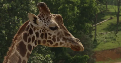 Shot of a giraffe Stock Footage 50982033