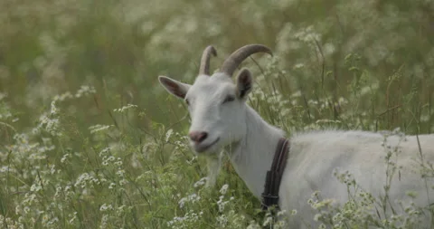 Shot of a goat. Stock Footage 136132210