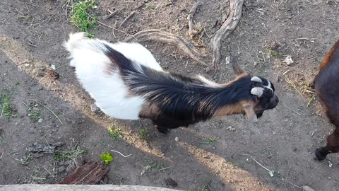 Shot of the Goats from above Video stock 307130920