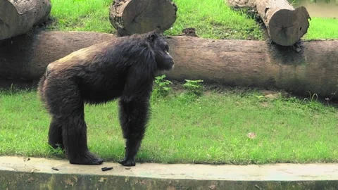 A shot of a gorilla Stock Footage 153614985