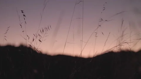 Shot Of Grass On Mountain At Sunset Stock Footage 168722753
