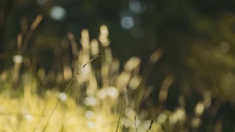 Shot of grass in warm sun light in a meadow, in a forest. Shot in California. 库存影片 113113779