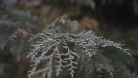 Shot of a green pine tree and moving in towards the trunk Stock Footage 101760572