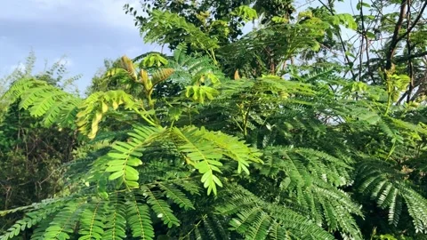 Shot of Green trees with a wind blowing Stock Footage 231661113