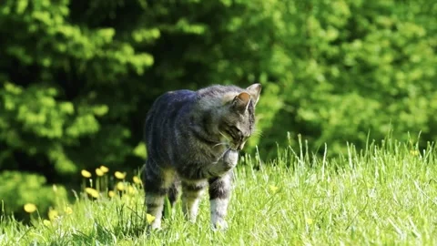 Shot of Grey Tabby Cat Licking Paw on Green Grass Stock Footage 339645598