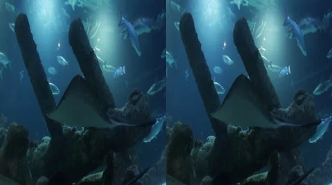This is a shot from the ground of the Albuquerque Aquarium. Shot in 3D and av Stock Footage 59195156