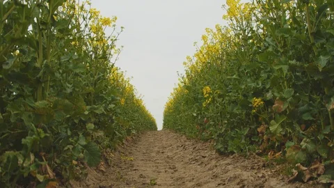 Shot from the Ground Up Revealing the Vast Fields of Canola Flowers Stock Footage 114572695