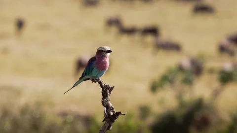 A shot of a group of buffalos and a bird. Stock Footage 153635892