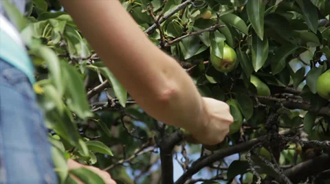 A shot of a hand picking a pear 動画素材 39679215