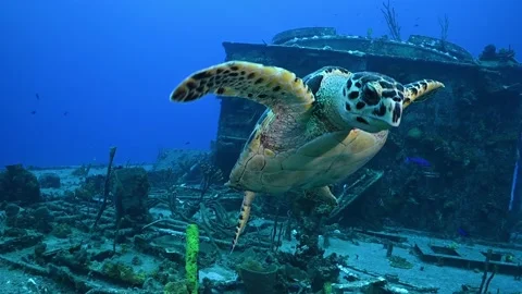 A shot of a hawksbill turtle making an exit from a sunken ship wreck Stock Footage 160668006