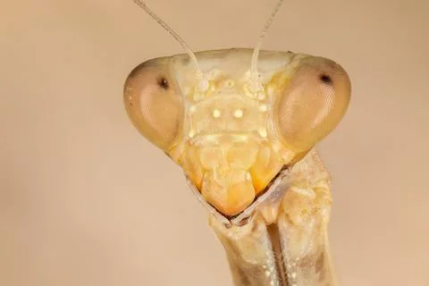 A shot of the head of a mantis Stock Photos