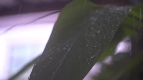 Shot of heavy rain on the leaf in Phuket 動画素材 121895221