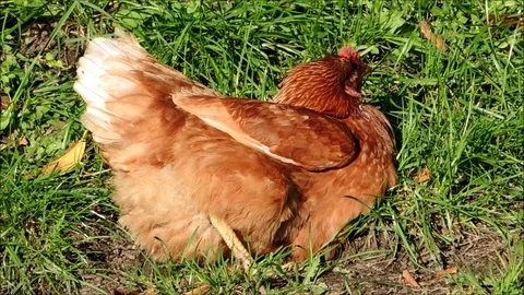 Shot of a hen sitting in grass Stock Footage 93542436
