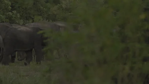A shot of a herd of elephants from right to left Stock Footage 294542836