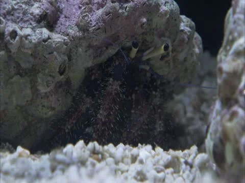 A  shot of hermit crab. Stock Footage 21945218