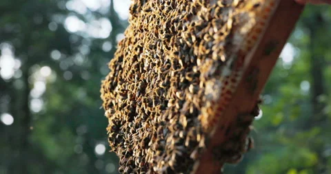 Shot of hive, wax, bee frame, bees produce fresh, healthy, honey, hard working 動画素材 165023152