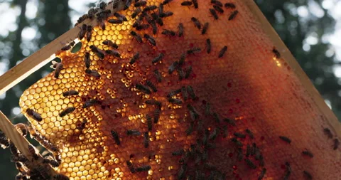 Shot of hive, wax, bee frame, bees produce fresh, healthy, honey, hard working Stock Footage 165026683