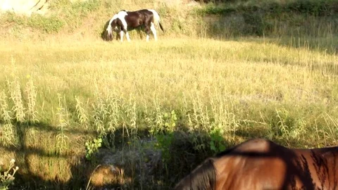 Shot of horses grazing Video stock 81762888