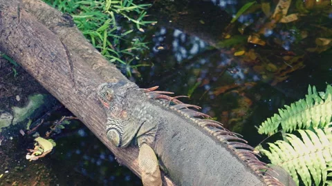A shot of a Iguana Lizard Stock Footage 151278653