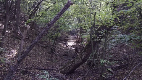 A shot inside a forest Видео 119105007