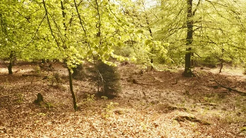 Shot Inside the Forest with Large Trees and Tree Stumps Stock Footage 115445503