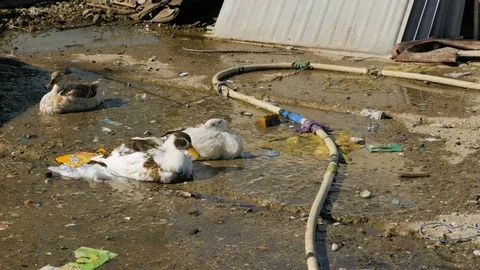 Shot inside a Romanian camp in Shkodër, Albania, ducks Stock Footage 84679518