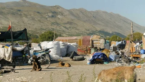 Shot inside a Romanian camp in Shkodër, Albania, dogs walking in Stock Footage 84679549