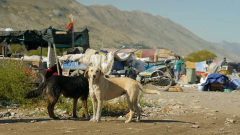 Shot inside a Romanian camp in Shkodër, Albania, dogs looking Video stock 84679622