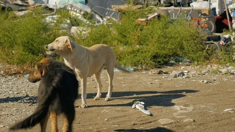 Shot inside a Romanian camp in Shkodër, Albania, dogs sniffing Stock Footage 84679628