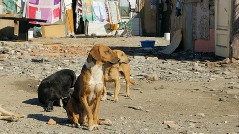 Shot inside a Romanian camp in Shkodër, Albania, dogs looking close Stock Footage 84679841