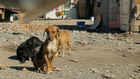 Shot inside a Romanian camp in Shkodër, Albania, dogs looking close man Stock Footage 84679968