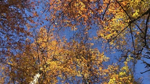 Shot on iPhone Fall &amp; Trees 1080p / 30fps Stock Footage 102434292