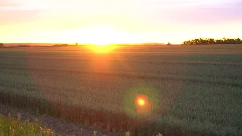Shot of irrigation system rain guns sprinkler on agricultural wheat field at Stock Footage 156516220