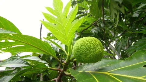 A shot of jackfruit on branch Stock Footage 79022758