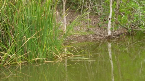 A shot of the jungle 스톡 동영상 79024383